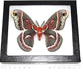 BicBugs Real Framed Moth HYALOPHORA CECROPIA Male USA