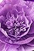 KEY SPRING Crepe Paper Flower Decorations for Wall, Wedding Backdrop, Bridal Shower, Nursery Wall Decor, Birthday Party (Purple, Beige, Lavender, Set of 8)