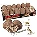 MindWare Dig It Up! Dinosaur Skeleton Eggs Excavation kit - Comes with 12 Clay Eggs, 12 Chisel Tools and 12 Instruction Sheets