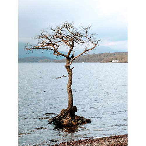 Koumu Lone Tree Milarrochy Bay Trossachs Scotland Photo Art Print Canvas Premium Wall Decor Poster Mural