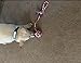 2 Pack Tug of War Dog Rope Toy for Medium or Large Breed Chew PUPTECK