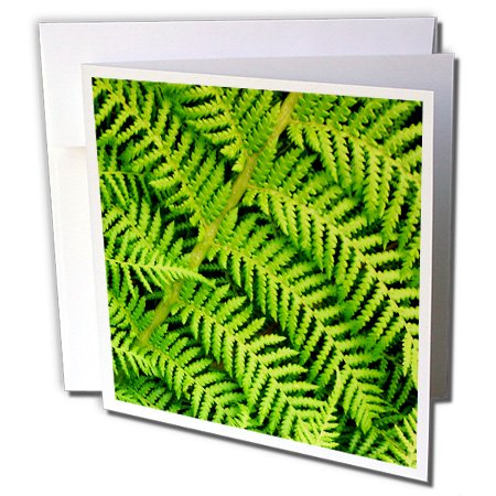 3dRose gc_220874_2 6 x 6-Inch Fresh Green Ferns, Fern Leaves Greeting Card (Set of 12)