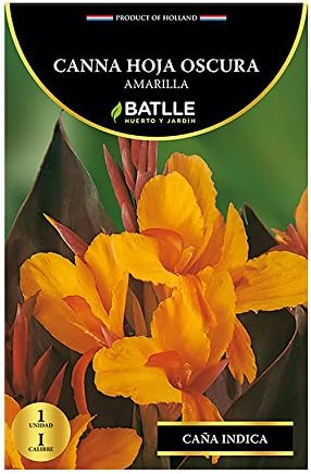 Bulbos - Canna hoja oscura amarilla - Batlle: Amazon.es: Jardín