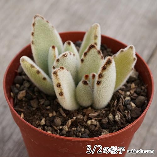 Amazon Co Jp ツキトジ 月兎耳 7 5cmポット カランコエ 月兎児 ウサギの耳 福岡県産 多肉植物 多肉 観葉植物 インテリアグリーン 寄せ植えに 本 Diy 工具 ガーデン
