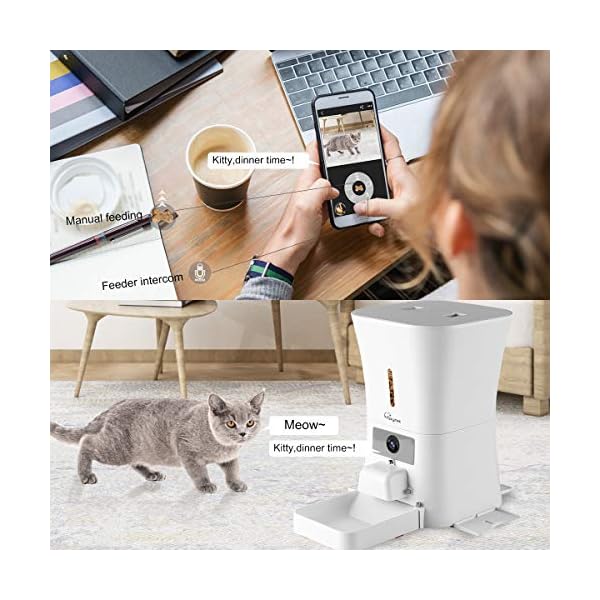automatic treat dispenser for cats