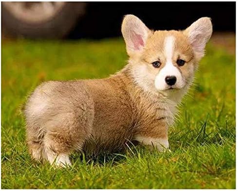 diamond pembroke corgis