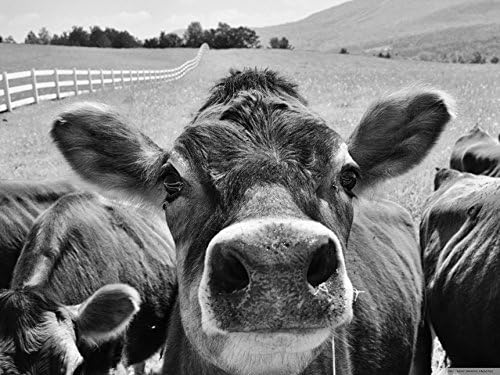 Jersey cow, Vermont, high quality canvas 24x18 inch, inquisitive cow, close up fine art animal photography