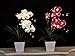 FANStek 2AA LED Lighted Artificial Orchid Arrangement-Battery Operated Orchid Pot with 9 Lights (White)