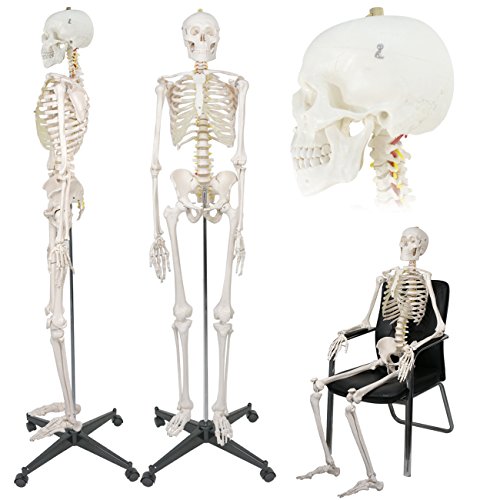 2 ZENY+Skeleton+Medical+Anatomical+Removable