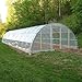 A&A Green Store Greenhouse Plastic 4 Year 6 mil UV Resistant Clear Polyethylene Film (20' x 40')