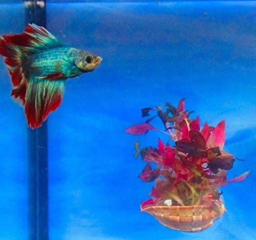 Aquarium decoration, Betta rest, Planter, Fish bowl decor, Harpa Shell,Fish bowl