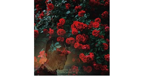 Un Trandafir Creste La Firida Mea By Lucyan Band On Amazon Music Amazon Com