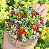 200pcs Rare Beautiful Mixed Mini Succulents Seeds for Planting, DIY Bonsai Ornamental Plant