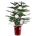 Costa Farms Live Christmas Tree, Large Norfolk Island Pine in Premium Indoor Décor Plant Pot, Houseplant Christmas Decoration, Christmas Gift or Room Decor, 3 Feet Tall