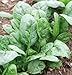 David's Garden Seeds Spinach Corvair SL2571 (Green) 500 Non-GMO, Organic, Hybrid Seeds