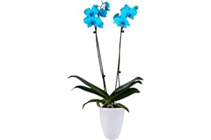 DecoBlooms Living Aqua Orchid Plant - 5 inch Blooms - Fresh Flowering Home Décor