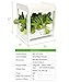 IDEER LIFE Mee Kitchen, Smart Indoor Gardening System w/LED Plant Grow Light, Mini Indoor Herb Garden, Hydroponics Indoor Gardening Kit w/Seedling Foam,Not Contain Seeds -12 Plants (IDE880290 White)
