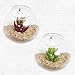 SWISSELITE Glass Hanging Planters Hanging Glass Terrariums, Plant Terrariums Set (2 Pack Wall)