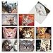 The Best Card Company - 10 All Occasion Blank Cat Cards (4 x 5.12 Inch) - Cute Assorted Bulk Card Set - Smitten Kittens M6485OCB