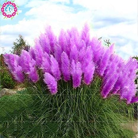Amazon Co Jp 500pcsパープルパンプスコルテアリアパノラマパンプスグラスガーデンフラワープラザハーブドゥラパンパローズsemillas De Pampa ミックス ホーム キッチン