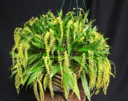 Dendrochilum formosanum- New Offering!"Necklace Orchid"! Collector's Item! Orchid Plant