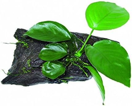 Aquarium Fan ANUBIAS NANA BONZAI on wood - size 10 cm