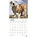 Bulldogs 2018 Wall Calendar
