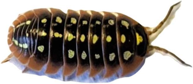 EZ Botanicals a Division of DBDPet;s Live Premium Montenegro Clown (Armadiliidium Klugi) Isopods (10ct) - Fancy Clean Up Crew for Your Terrarium or Vivarium