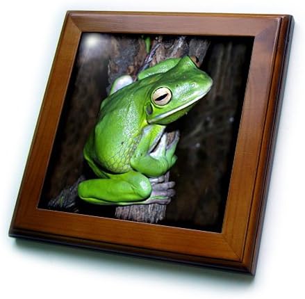 Amazon 3drose Ft 1312 1 ツリーフロッグ フレームタイル 8 X 8インチ インテリア オンライン通販