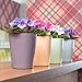Lechuza 14950 Mini Deltini Self-Watering Planter for Indoor and Outdoor Use, 3.9