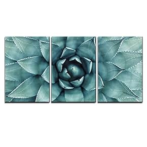 Sharp Agave Succulent - 3 Panel Canvas Art