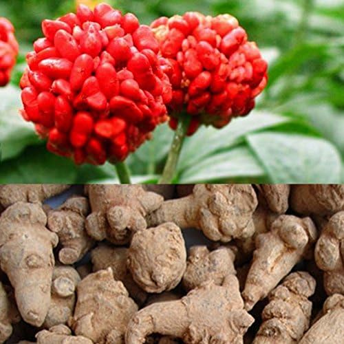 30 Panax Notoginseng Seeds Medicinal San Qi Tienchi shipping from Japan