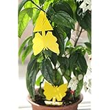 Fruit Fly Trap Yellow Sticky Traps for Indoor Plants Dual Sided Glue for Small Fruit Flies and Insects Houseplant (5 Pack)