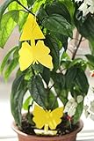 Fruit Fly Trap Yellow Sticky Traps for Indoor Plants Dual Sided Glue for Small Fruit Flies and Insects Houseplant (5 Pack)