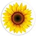 Sunflower Decor Girasol yellow Sun Flower White Background PopSockets Adhesive PopGrip