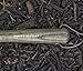 Joseph Bentley Traditional Garden Tools Stainless Steel Daisy Grubber