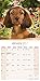 Long Haired Dachshund Calendar 2017 - Long Hair - Wirehaired - Dog Breed Calendars - 2016 - 2017 wall calendars - by Avonside