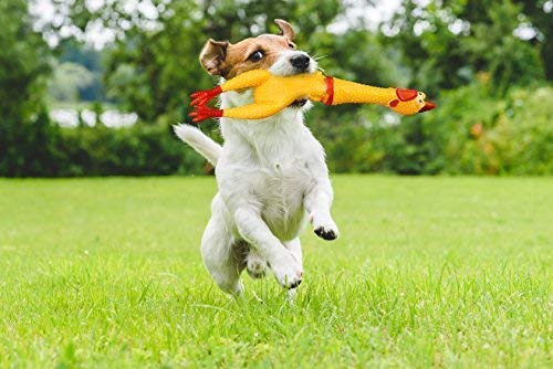 Hilarious 15" Rubber Screaming Chicken Toy For Kids & Pets - Super Durable & Funny Squeaky Chicken Dog Chew Toy - Silly Squeezing & Squawking Novelty Gift Idea - Vibrant Colors & Wacky Design