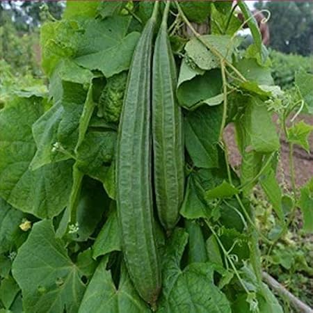 advancedestore Ridge Gourd Vegetable Seeds-60 seeds