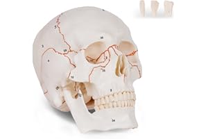NLSHAN Numbered Human Skull Model,Life Size Anatomical Skull Model with Removable Teeth and Replacement Teeth,Removable Skull Cap,Articulated Mandible,Orange Sutures,for Educational and Medical Use.