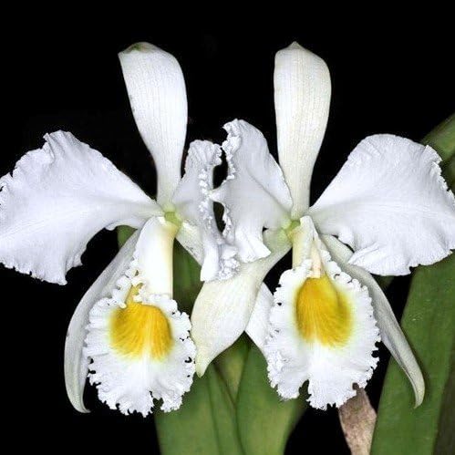 Cattleya trianae alba ‘BK’ x Cattleya trianae alba ‘Grezaffi'