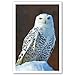 OWLS postcard set of 20 postcards. Post cards depicting various species of owls. Made in USA.