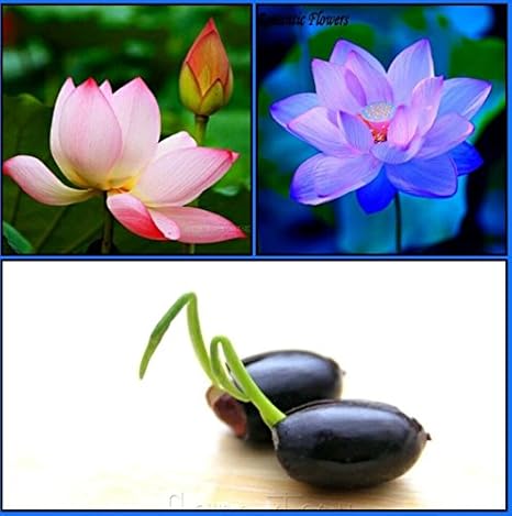 Catterpillar Farm Dwarf Indoor Lotus Seeds Combo Pack: Sacred Pink Evening Purple Lotus 10 Seeds