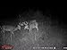 Wildgame Innovations Buck Commander Nano 8 Lights Out Hunting Trail Camera