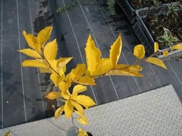 Amazon 6か月枯れ保証 山林苗木 カマツカ 0 6m 植木