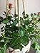Macrame Plant Hanger Holder -4 Pack Handmade Indoor Outdoor Hanging Planter Basket Rope Holder with Ceiling Hook by Buyplus (Jute)