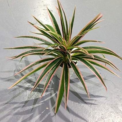 Amazon Com Hanoe Artificial Plastic Plants Chlorophytum Branch