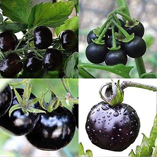 Portal Cool 5Pcs Longan Seeds: Garden Various Heirloom Vegetable Fruit Seeds Non-GMO Edible Seeds Organic Plant - Thumbnail 2