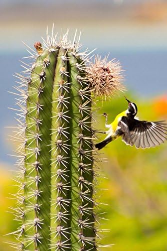 U.S. Virgin Islands State Bird - Bananaquit Journal: 150 page lined notebook/diary Paperback – 17 May 2016