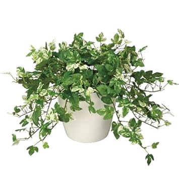 Amazon Co Jp グリーン 観葉植物 アンペロシスアイビー アイビー